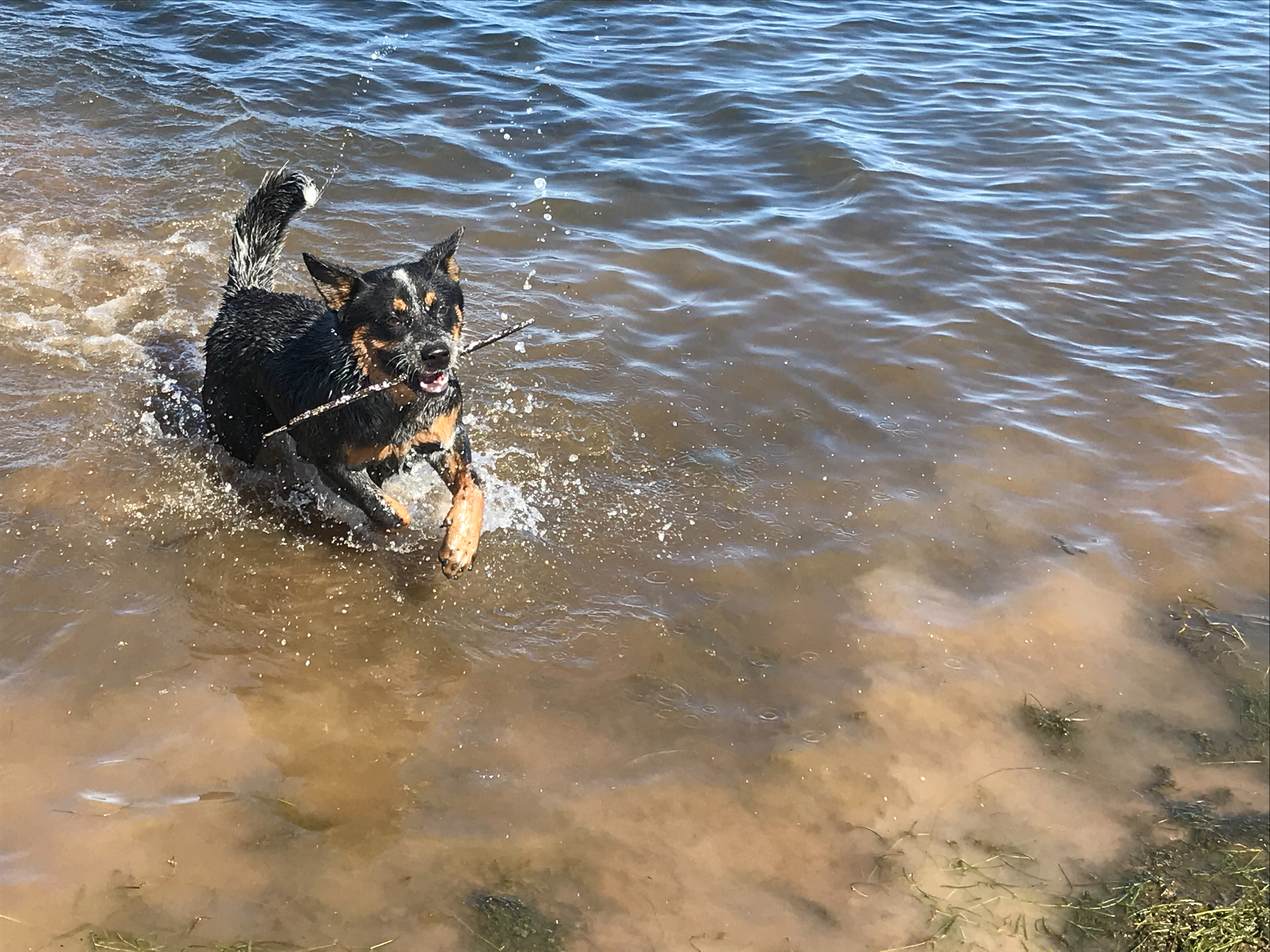 Lucy enjoying the dam