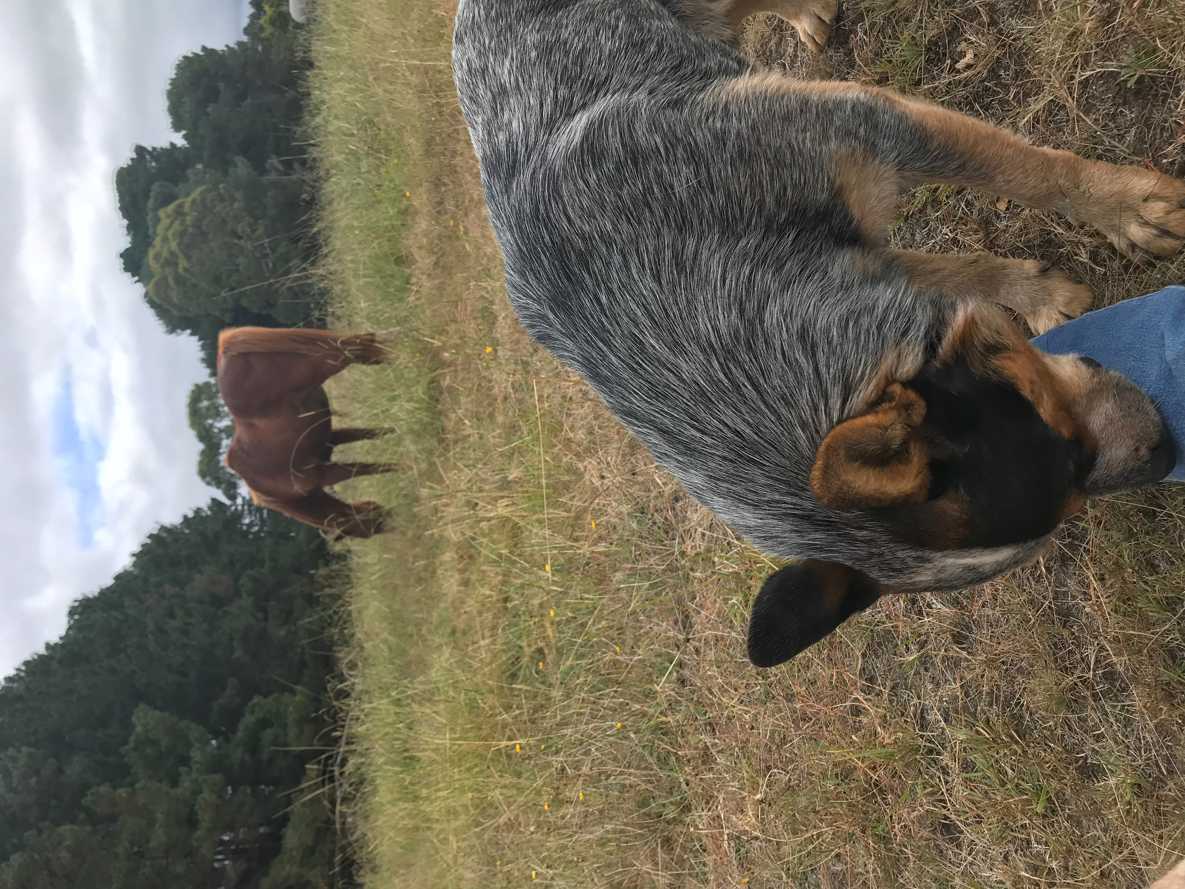 Thor and his friend 'Big Dog'