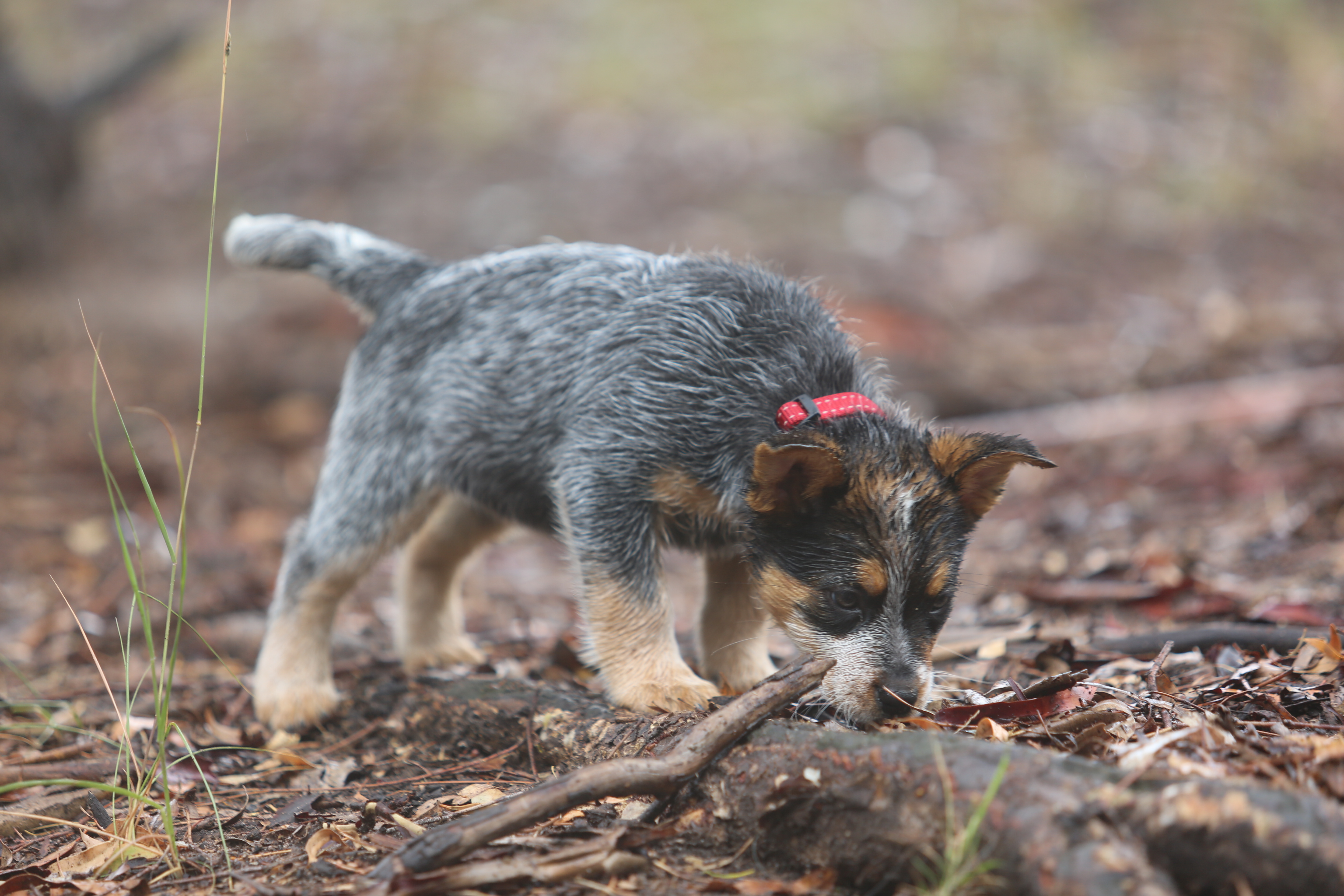Sasha exploring around the farm