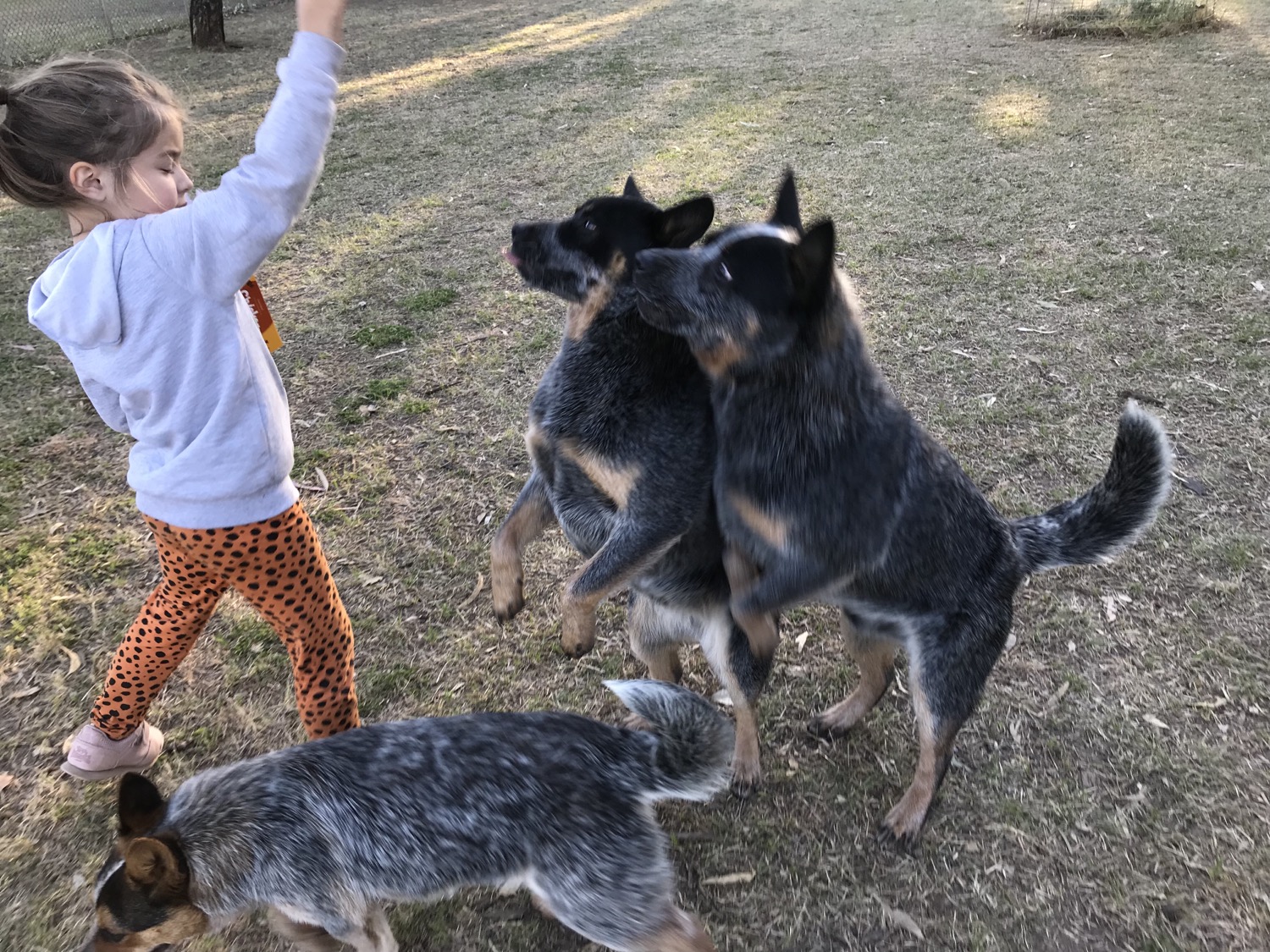 Charli training Tessa and Sam