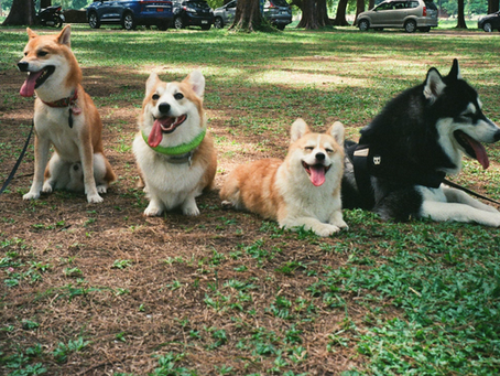 Why Personalized Dog Walking Services at VIP Dogs Elevate Canine Care and Safety