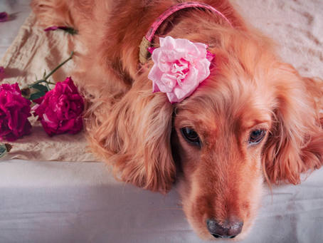 Elevating Your Wedding Day: Transforming Pets Into VIP Guests with Dedicated Chaperones