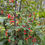 Thumbnail: Red Currants