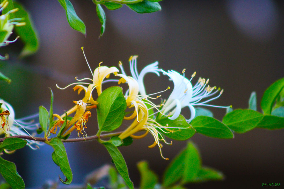 "Honeysuckle doesn’t rush its way up the vine. It climbs slowly, reaching for the light one small stretch at a time."