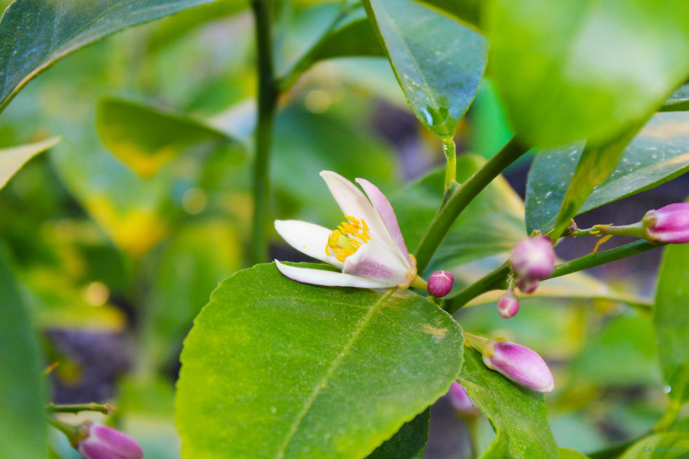 "Long before fruit appears, the tree begins with something small and delicate like this blossom. Growth often starts where we cannot see it, beneath the surface, patiently unfolding in its own time."