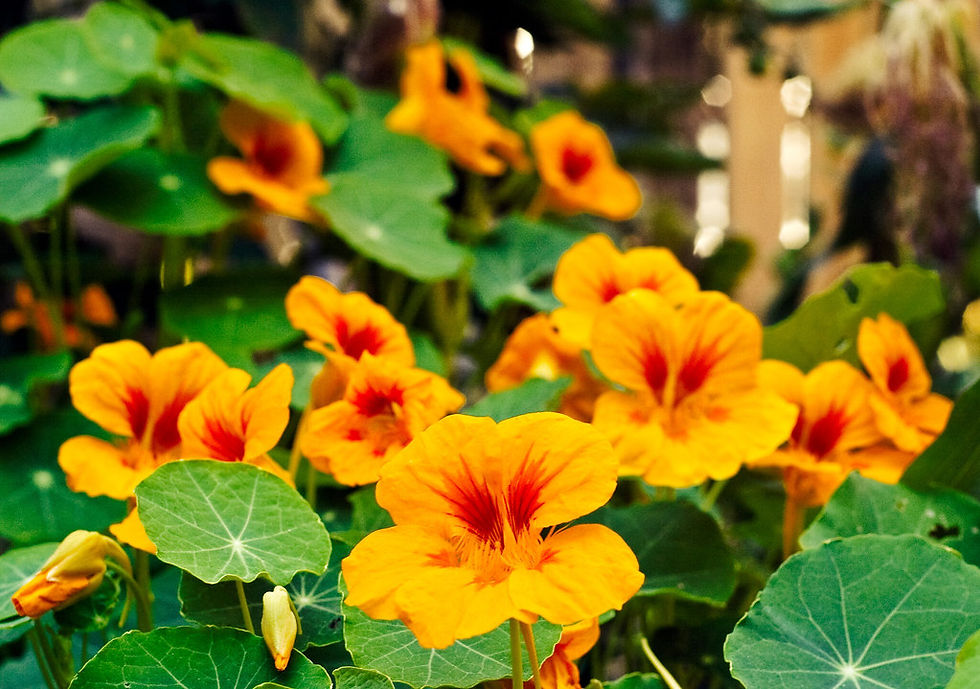 Nasturtiums in the Garden by David Goehring, licensed under CC BY 2.0. Available at: Flickr. Changes were made.