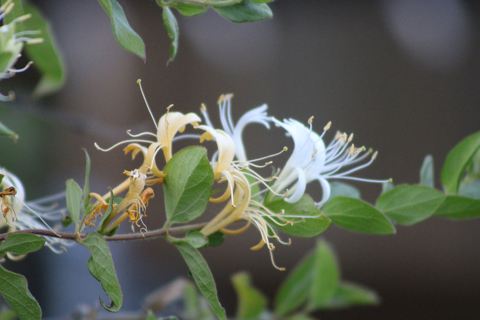"Bloom in your own time, you're closer than you think."