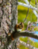 chipmunk 1, castle lake, edited.png
