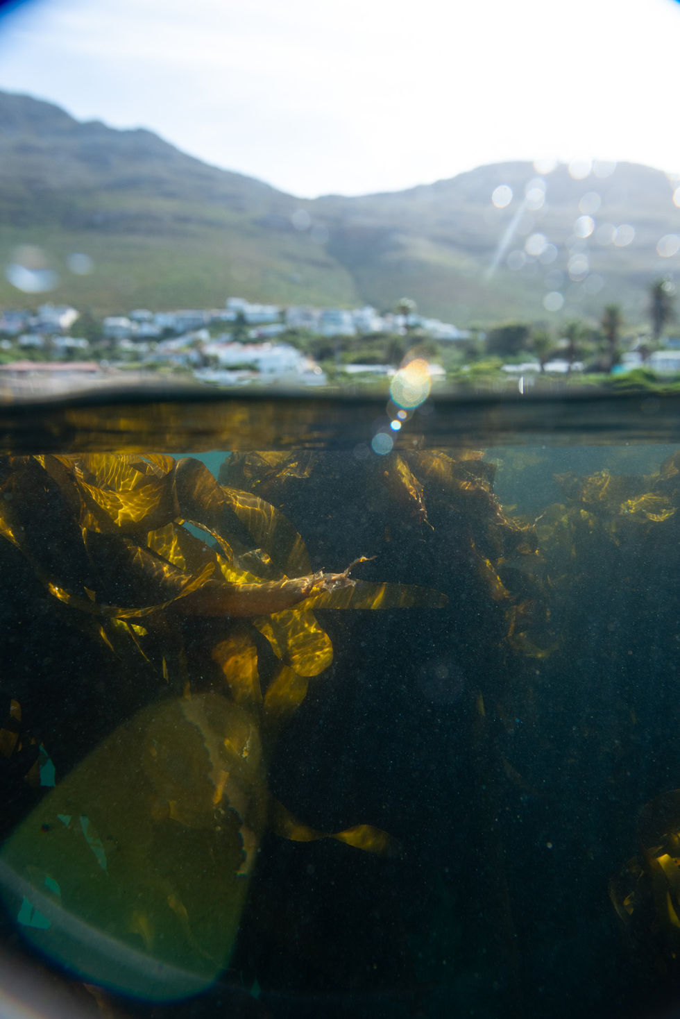 underwater-dsc3268