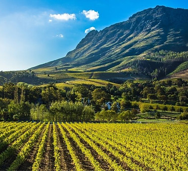 stellenbosch-wine-region.jpg