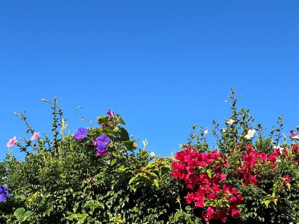 nature-animaux-img-2698