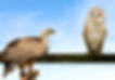 Vulture-with-Owl.jpg
