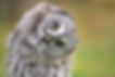 OWL-Oncology-Research-iS-182208253.jpg