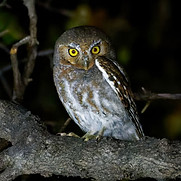OWL-Oncology-Research-iS-1470553205.jpg