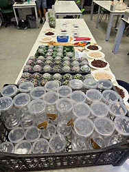 צמחים יפים ומיוחדים בסדנה, יחד עם אלמנטים עיצוביים כמו חצץ, אבנים וטוף, מונחים על השולחן ליצירת טרריומים שופעים ומרהיבים