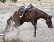 Wild Stallions, Ego and Joining