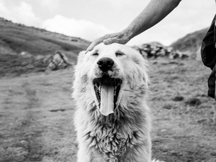 Why Do Dogs Yawn? 5 Reasons Behind This Adorable Mystery