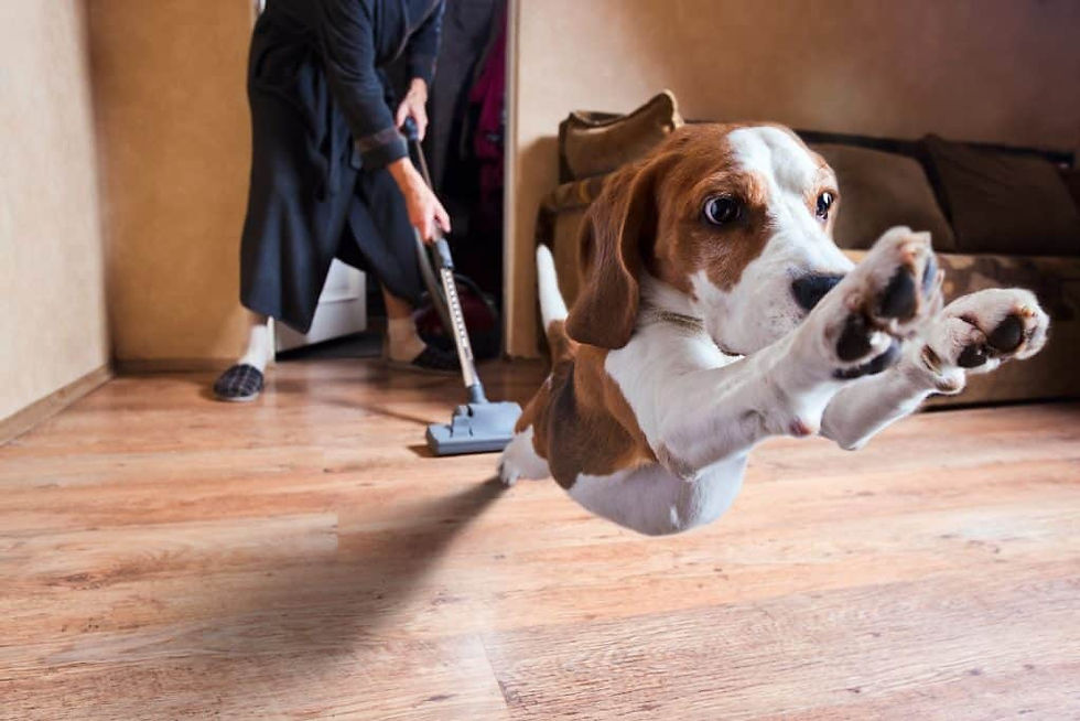 Vacuum - 1 : Dog - 0