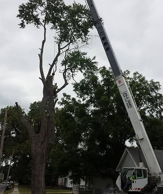 Large Storm Damage Clean up, Tree removal, Tree Service Crane