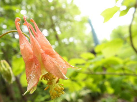 Get to know your native plants