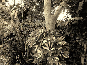 Lildel Garden-Babylon-Divine.JPG