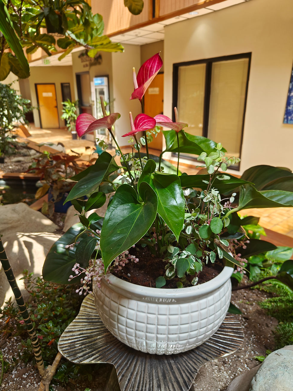 indoor plant anthurium reno nv