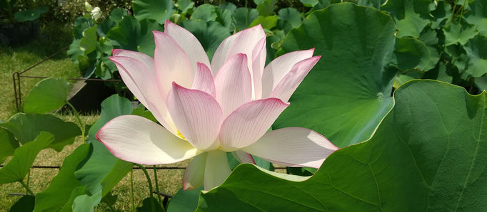 女神のお盆の過ごし方～肉体と血縁の関係～