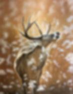 November_Andrew Han