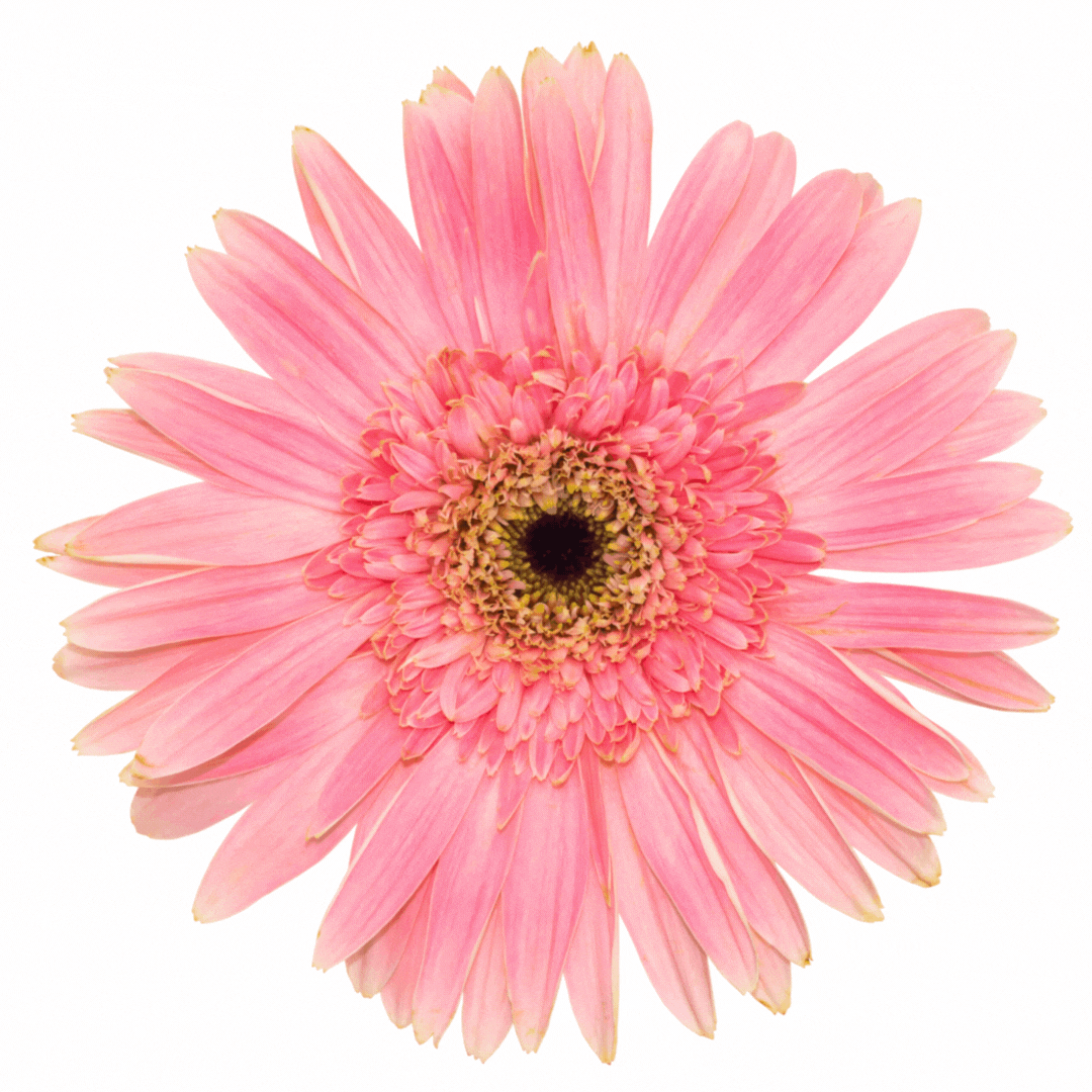 Erina's Design Services - Flower Gif