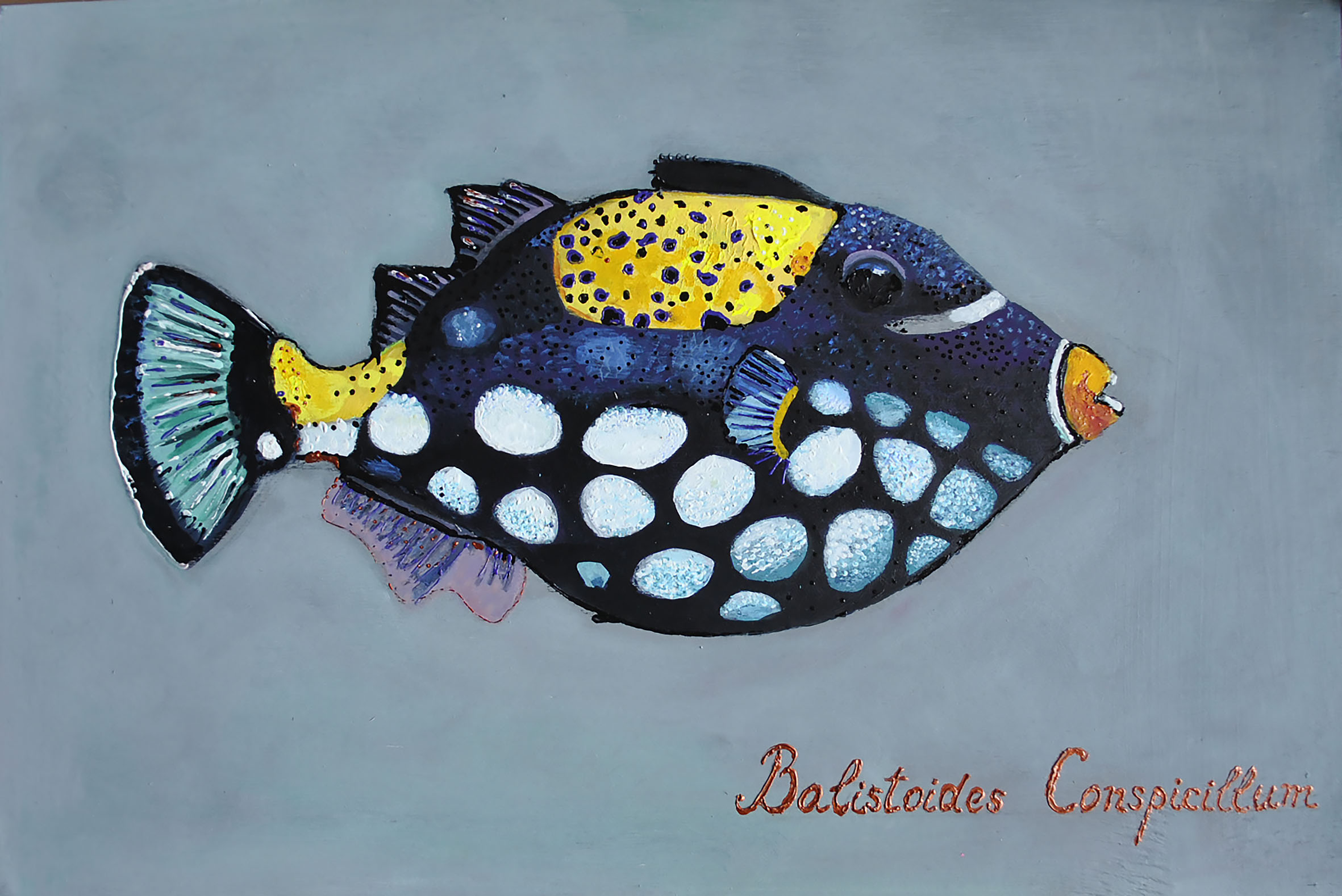 balistoides conspicillum