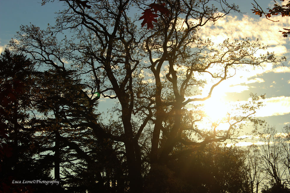 SUNLOVETREE