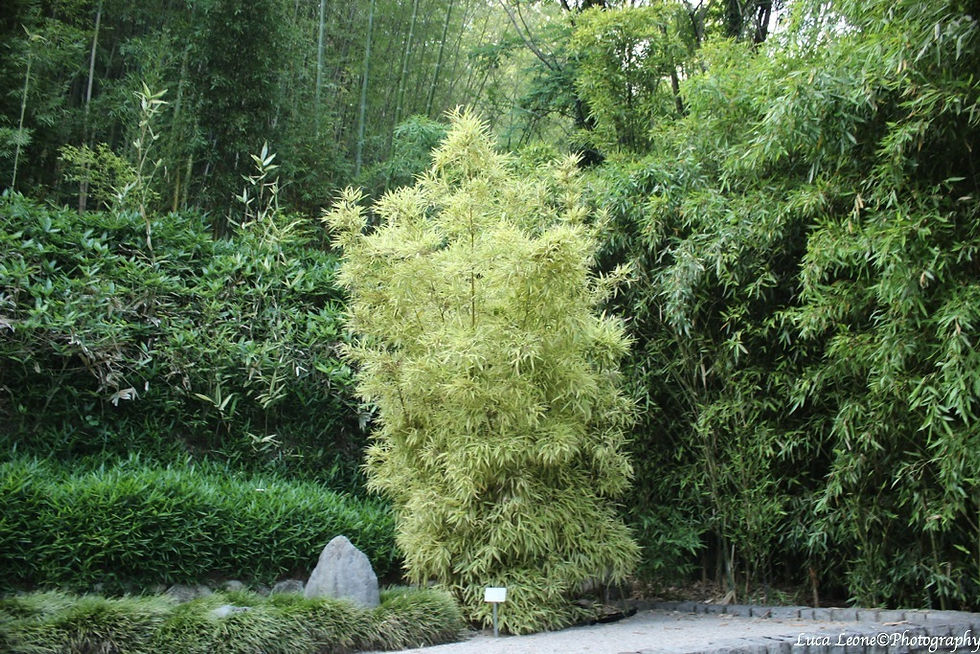 Villa Carlotta Giardini