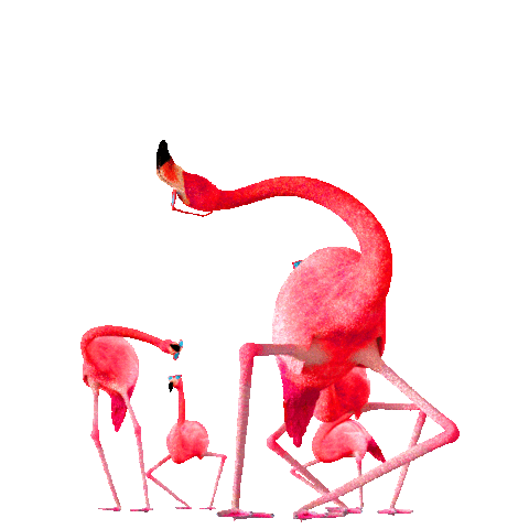 Dance flamingo.gif
