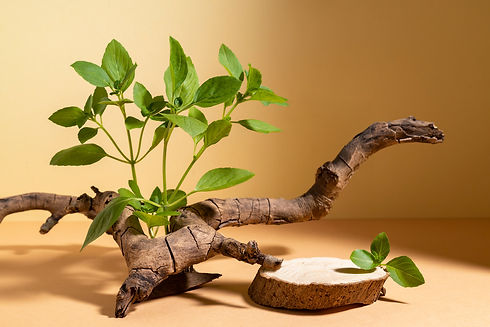 beautiful-still-life-with-herbal-medicine_EDITED.jpg