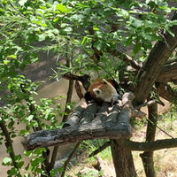 Red panda sleeping on tree branches in a leafy enclosure.