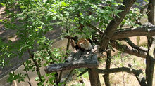 Red panda sleeping on tree branches in a leafy enclosure.