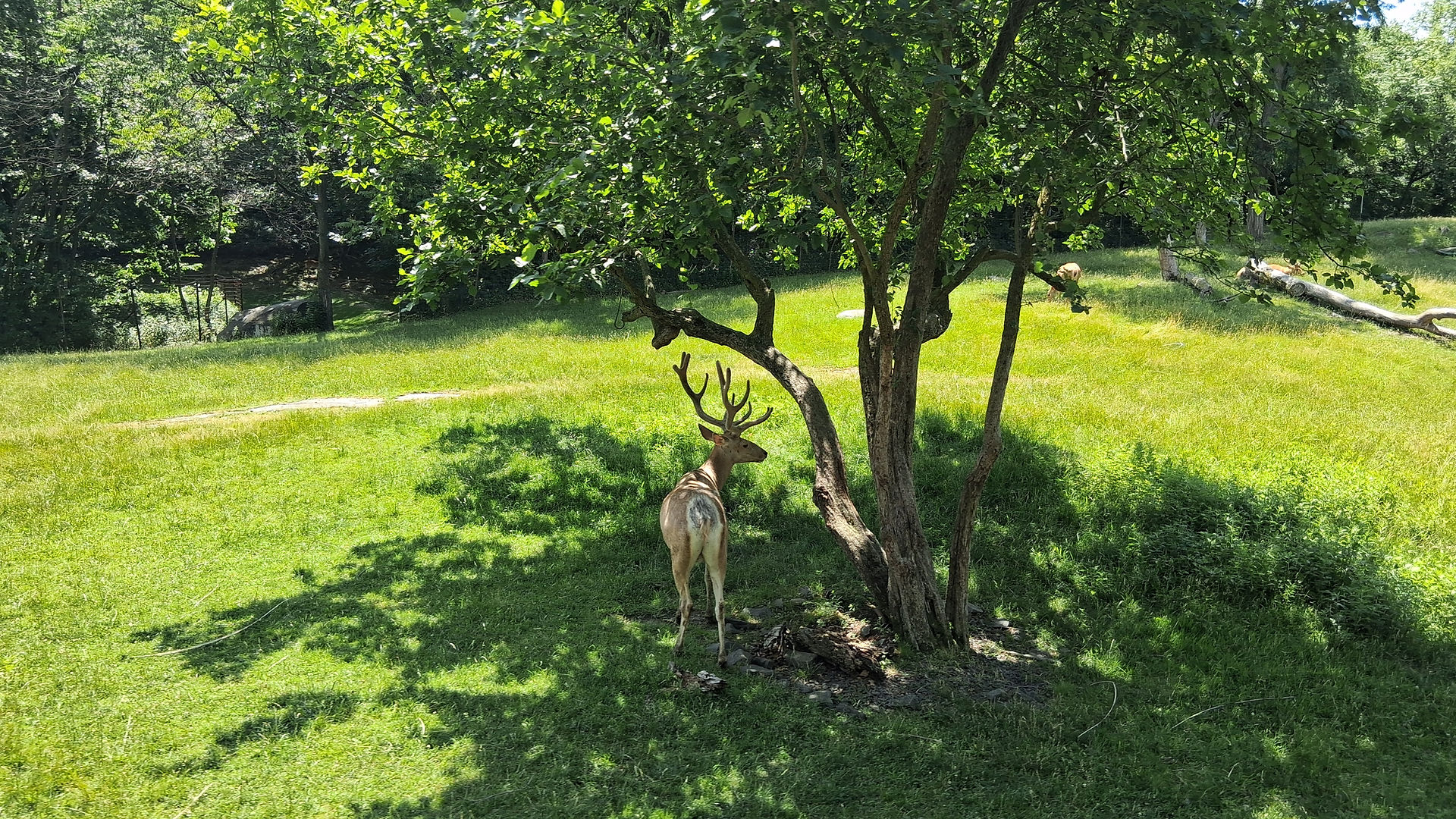A tufted deer with antlers in a grassy field under the shade of a tree with trees in the background