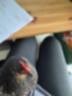 Bluebell op schoot in het kantoor