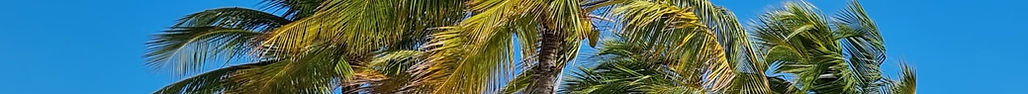 Palm trees against blue sky in Pinellas County, Florida