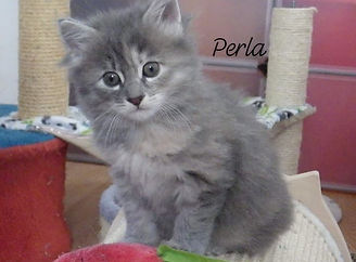 Rio Perla Des Kurilians Breizh.jpg