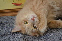 Oliver Bobtail* House