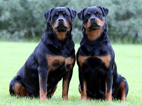 professional dog obedience training in north carolina.