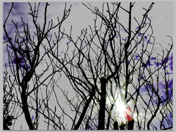 Intertwining Trees