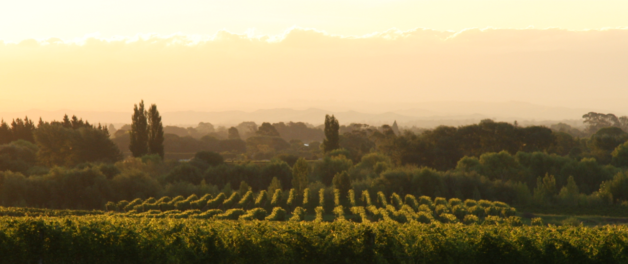 Grape Escape Wine Tours Napier Hawkes Bay New Zealand