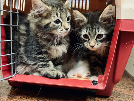 Macskák alsó húgyúti betegsége és idiopatikus húgyhólyag gyulladása