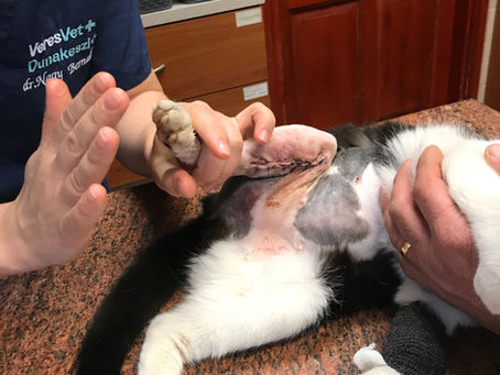 Állatorvos és fizioterapeuta egyszerre - Interjúnk dr. Nagy Bernadett  szakállatorvossal 1. rész