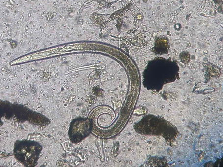 Kutyák tüdőférgessége (Crenosoma vulpis = róka tüdőféreg)