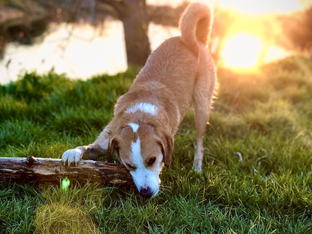Nem lerágott csont: a csontetetésről állatorvosi szemmel