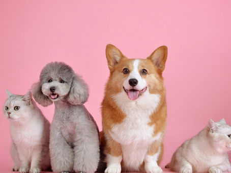 CBD for Pets: Exploring the Benefits for Your Furry Friends