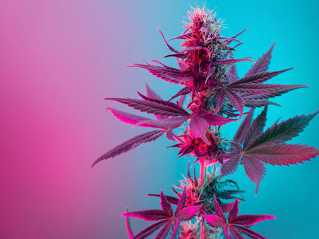 How to Choose the Right Cannabis Strain for You